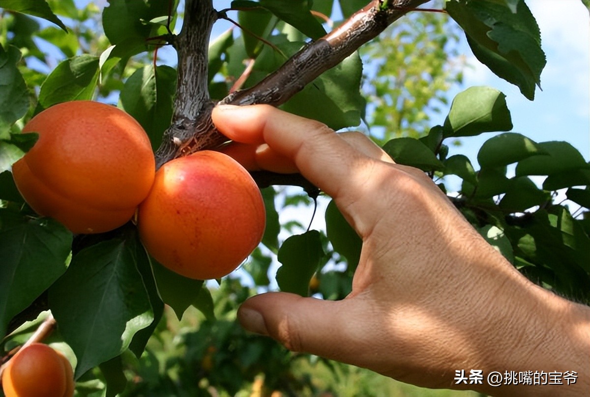 瑞士出产哪些水果,瑞士盛产啥水果