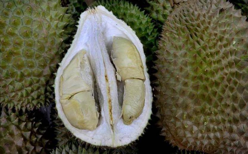 2021马来西亚榴莲,马来西亚榴莲2019.6.5