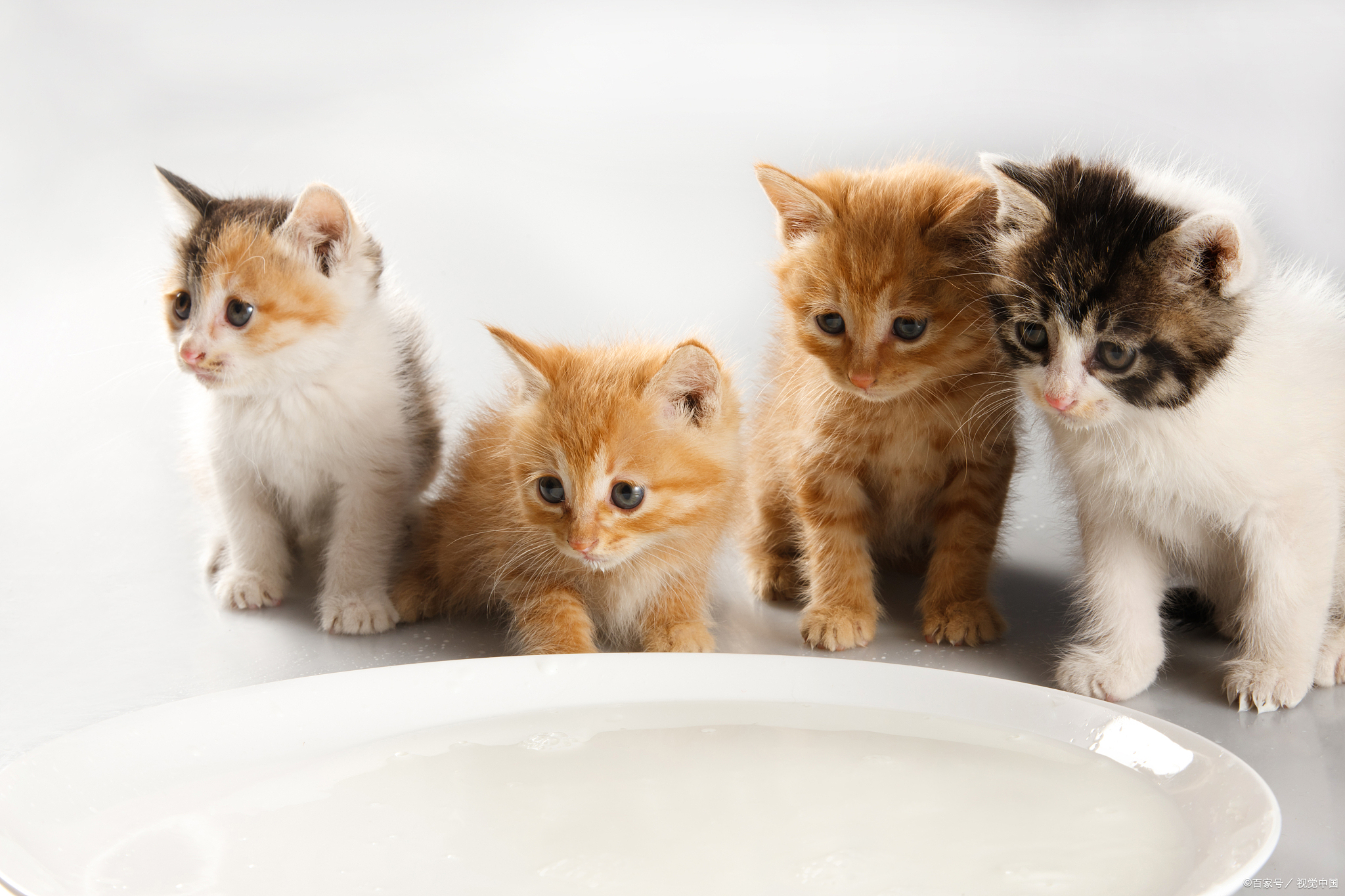 幼猫被主人碰了母猫还认吗,幼猫被人摸老猫就不喂了