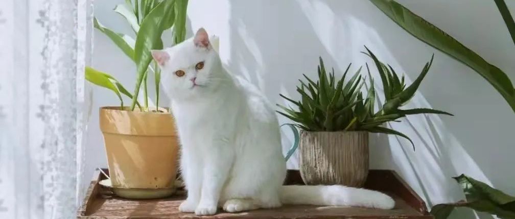 科普｜猫咪的肝病究竟是什么？本文告诉你如何预防