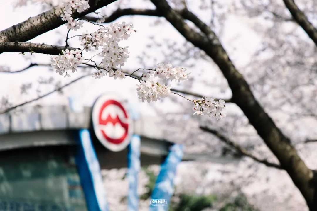 樱花最旺盛的时间,樱花最茂盛的时候是哪个季节