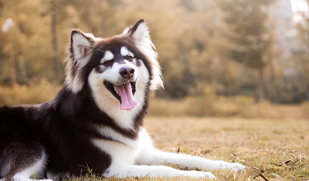 阿拉斯加为什么不推荐养,劝你别养柴犬