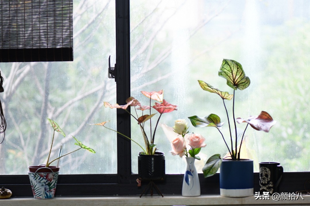 天冷怎么注意植物冻死,植物怕冷怎么过冬