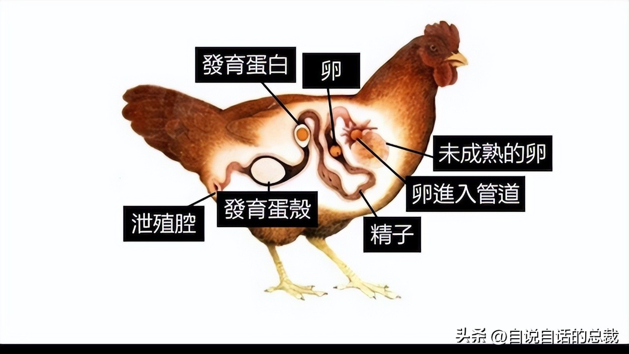 鸭：一鸭战四虎？弹射胜航母？鸭子的真相，也许超乎你的想象