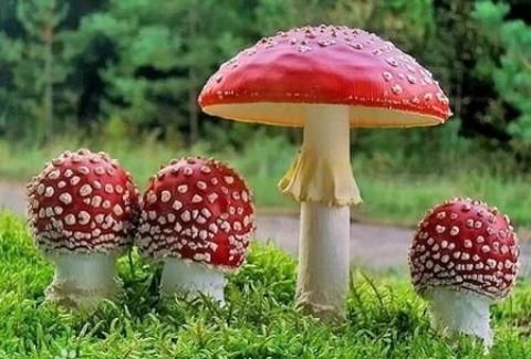 webp图片是什么格式,webp格式的图片用什么软件看