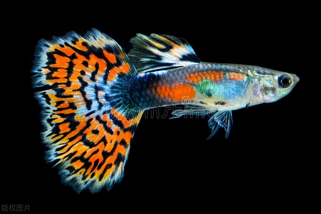 孔雀鱼烂尾怎么治效果好,孔雀鱼烂尾怎么快速解决