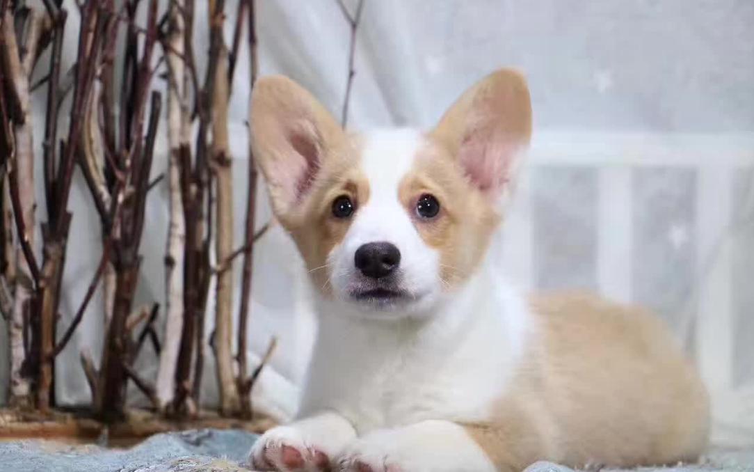 新手养柯基建议公的还是母的,柯基公狗好还是母的好