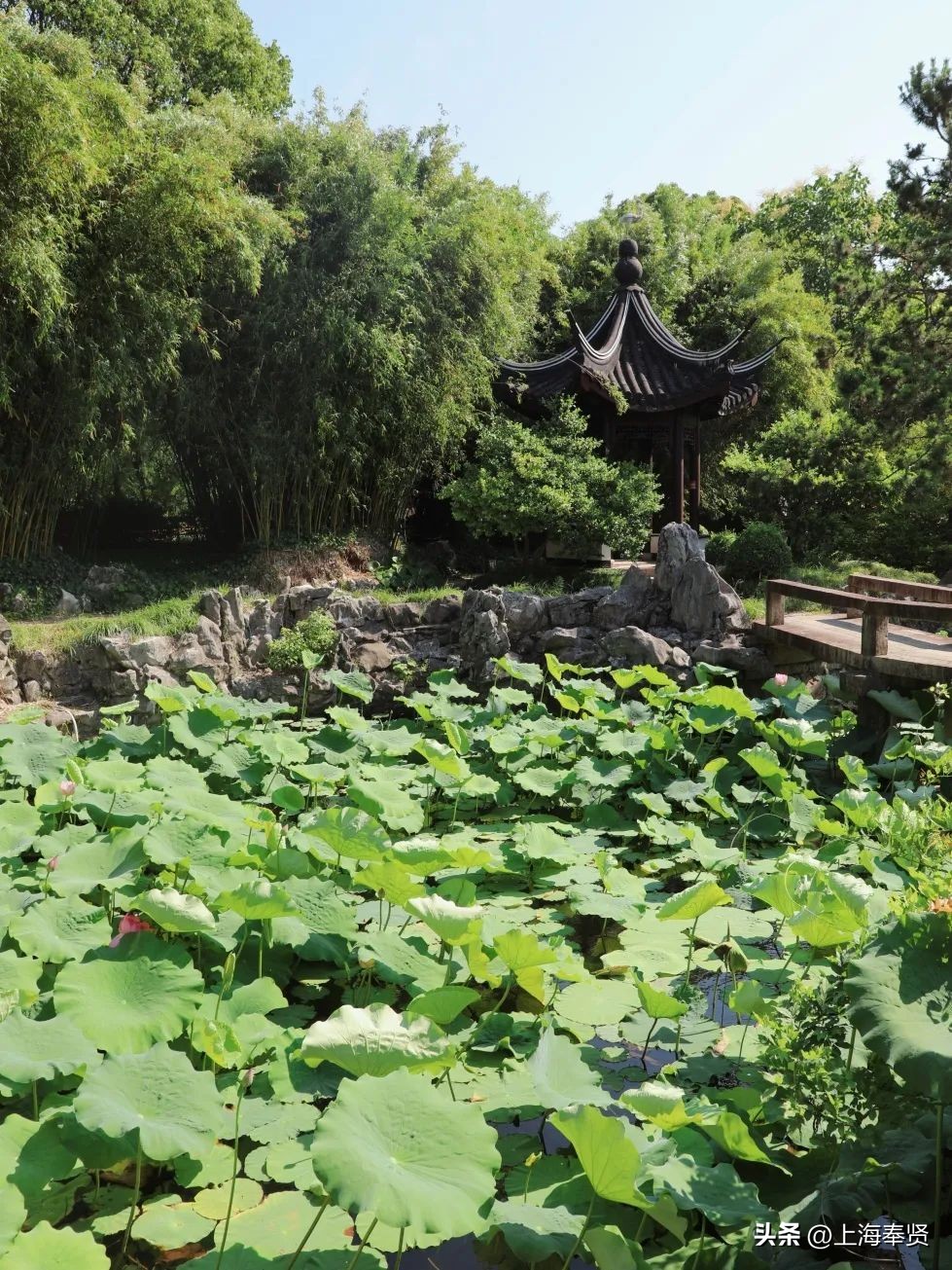 夏日赏荷好去处,奉贤哪里可以赏荷花
