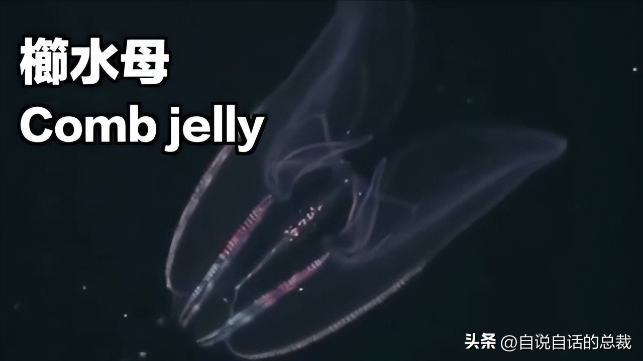 潜入深海寻找宝藏,潜入海底最深处你会发现什么