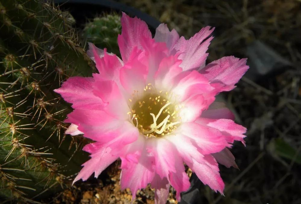 200种·仙人球开花图鉴，大开眼界，美到爆