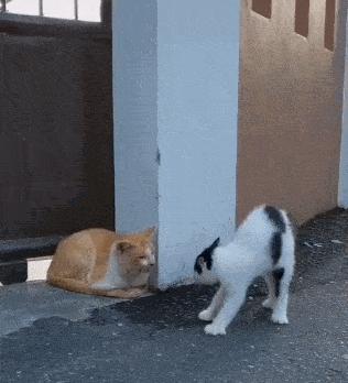 猫核酸检测有必要做吗,猫做核酸粤语视频