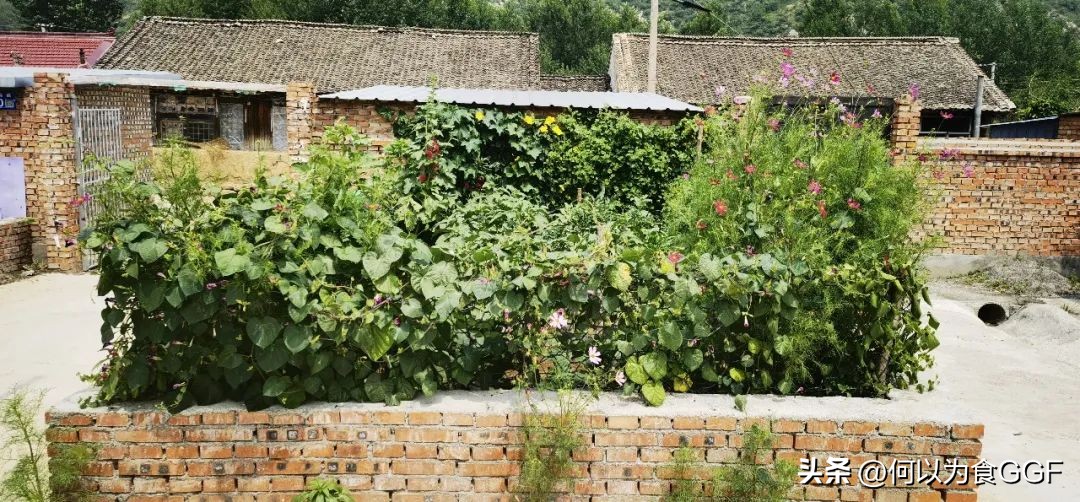 农村大锅菜的做法和技巧,农村真正的正宗的大锅菜