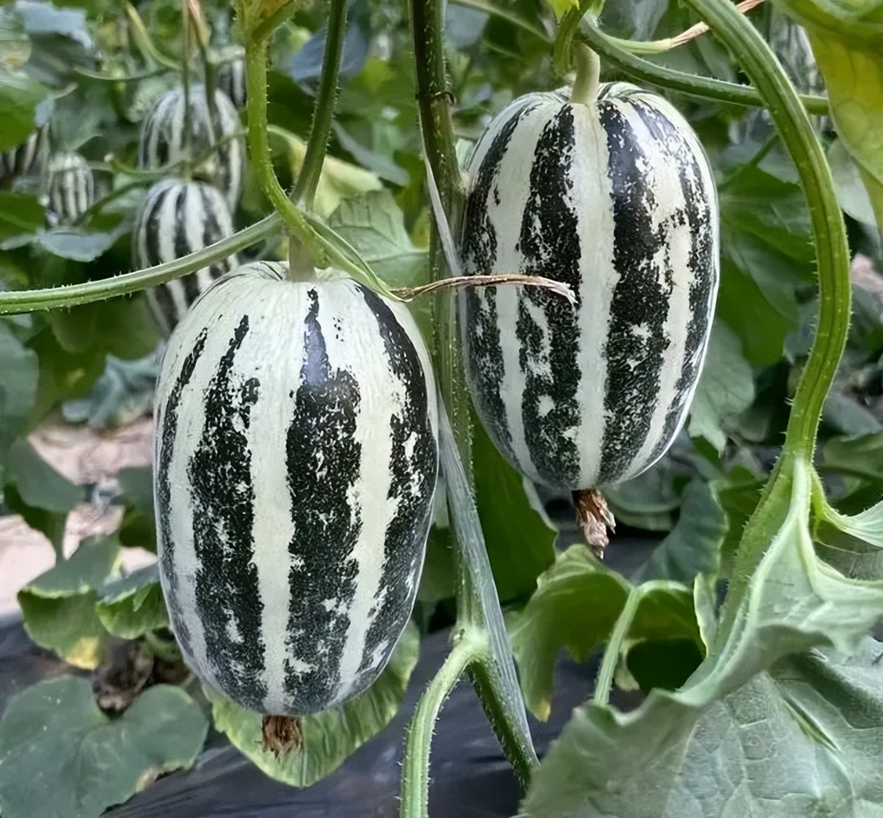 甜瓜哪个品种比较好卖,最新甜瓜产地价格