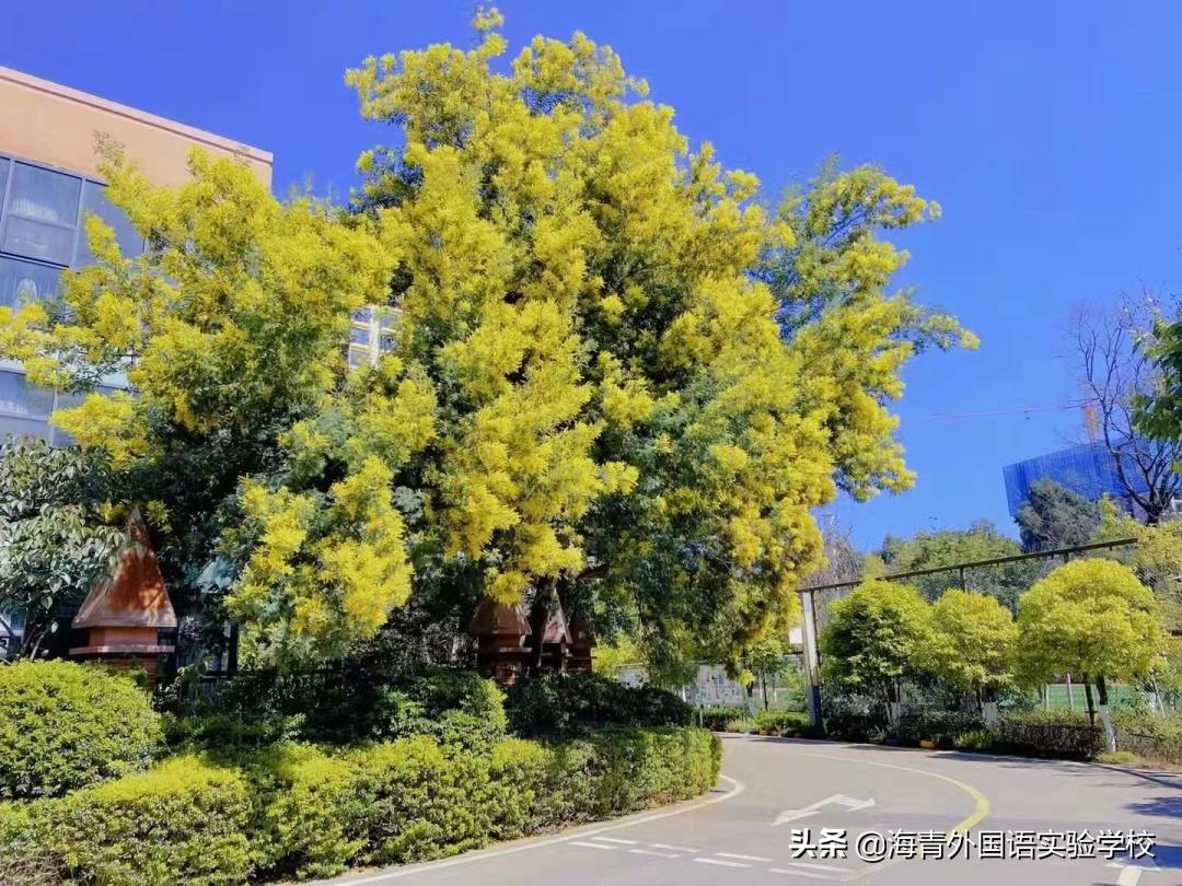 海青外国语实验学校小升初,海青外国语实验学校初中部怎么样