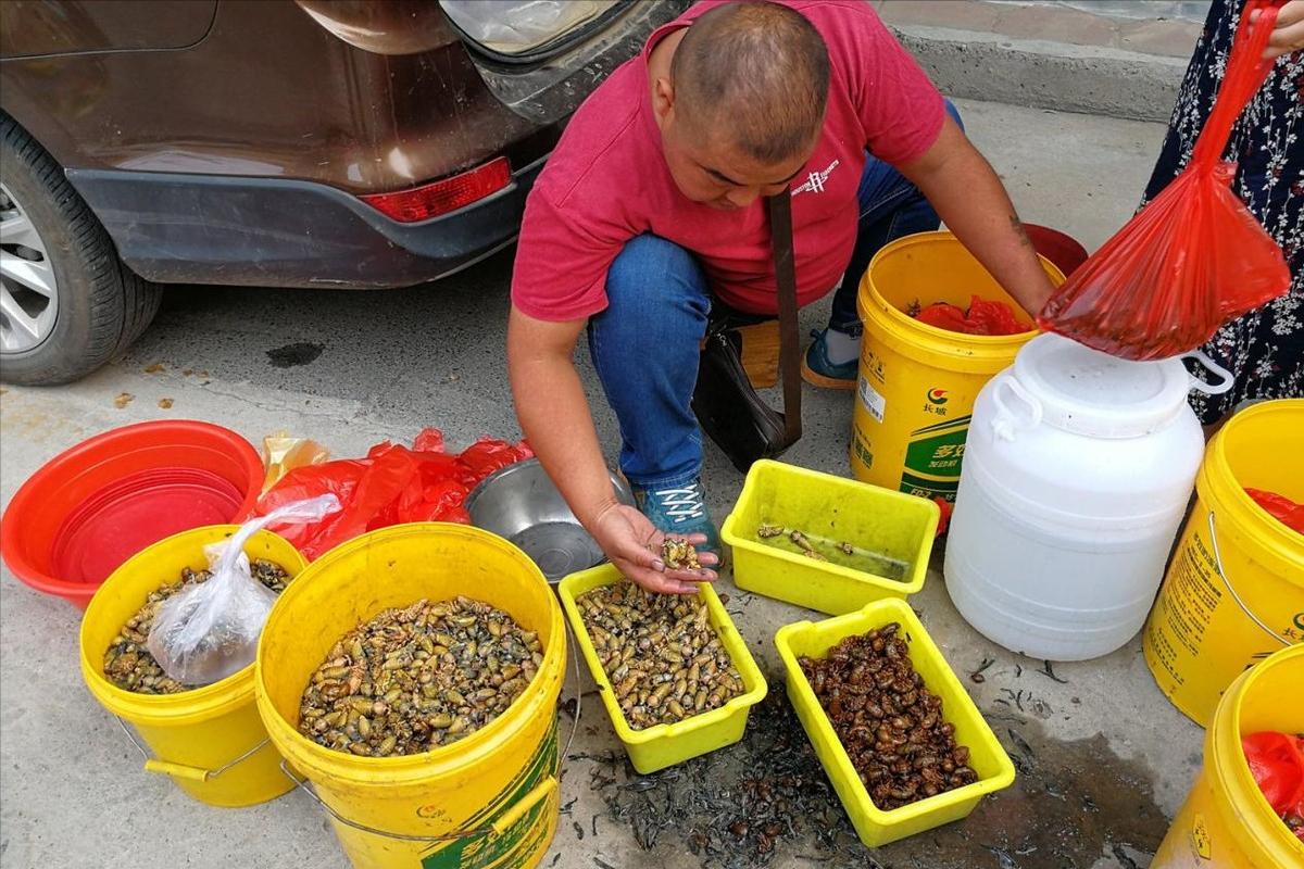 在美国知了猴泛滥,中国人在美国吃知了猴