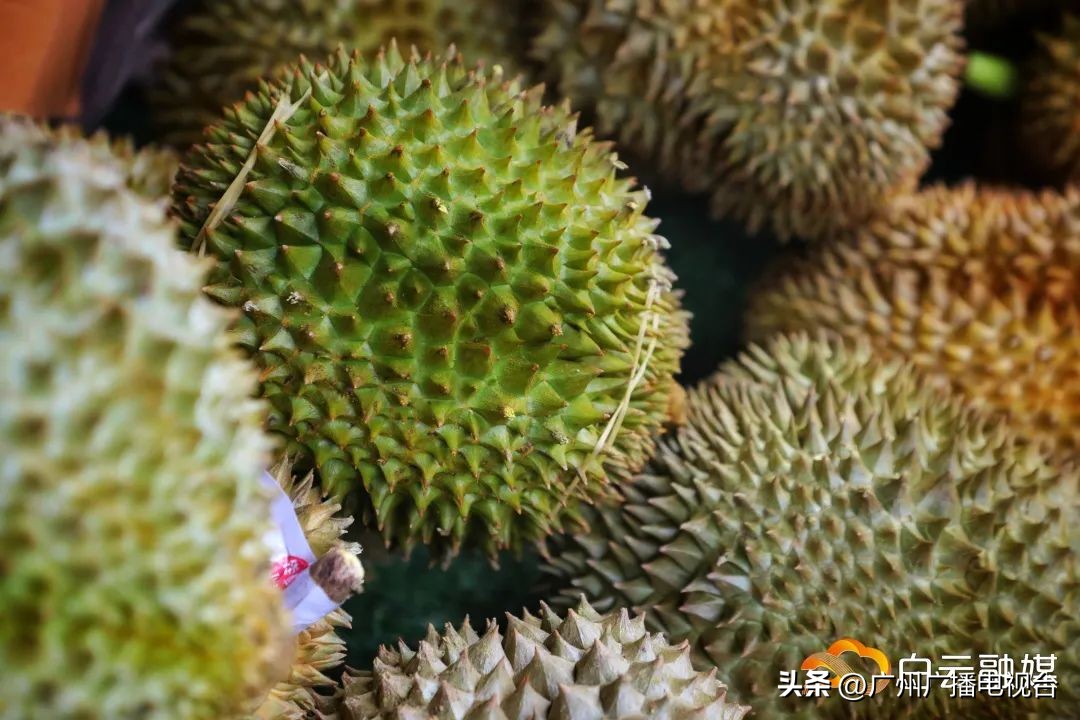 广州哪里榴莲批发最便宜,进口的榴莲多少钱一斤