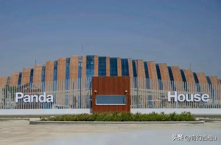大熊猫四海京京卡塔尔的新家,大熊猫四海京京卡塔尔与游客见面