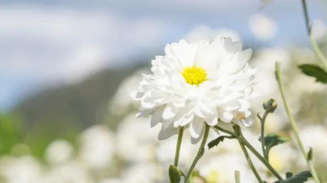 不是花中偏爱菊菊花开尽更无花,不是花中偏爱菊只是花开尽更无花