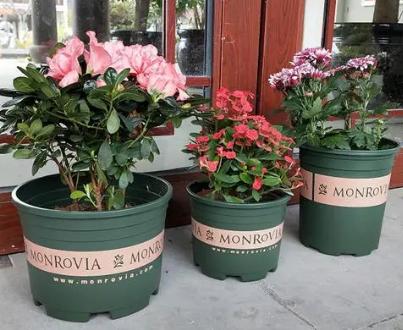 加仑盆和普通盆有什么不同,怎样识别加仑盆和普通盆