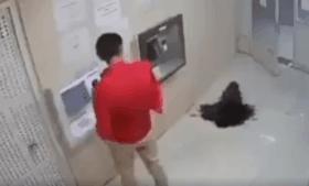 电鳗鳄鱼同归于尽,鳄鱼与电鳗同归于尽