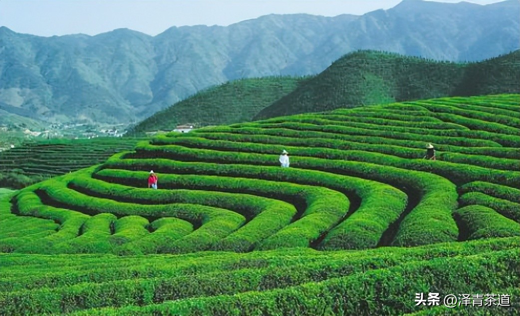 中国10大名茶品牌排名图片,2022年最具品牌价值的10大茶品牌