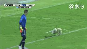 狗冲进足球场挡住一粒进球,小狗进足球场扑球