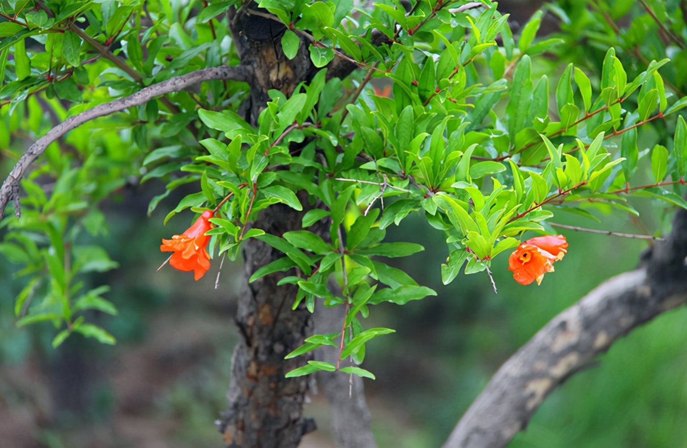 侯*红庆**|欲问红尘多少事，君知千载我无知（原创诗词十二首）