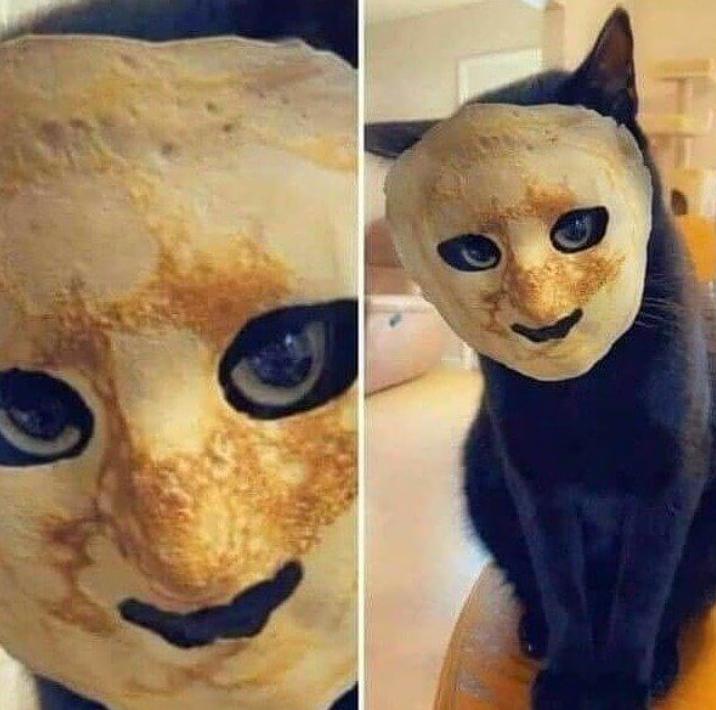 有没有人觉得猫头鹰长得很可怕,猫头鹰真正的照片