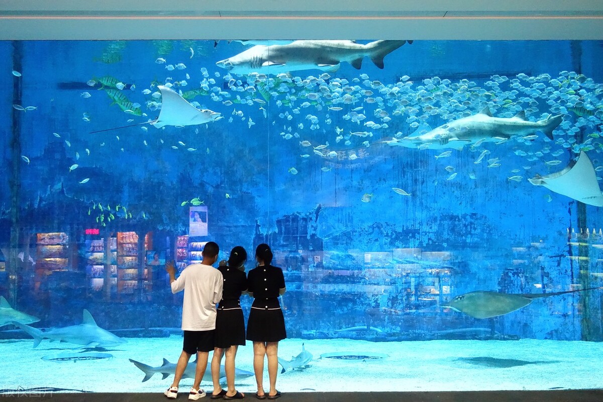 北京适合带孩子去的海洋馆,北京海洋馆亲子游