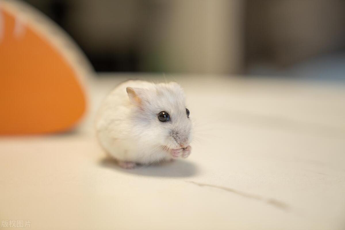 有哪些小动物可以当宠物养,适合当宠物养的小动物有哪些