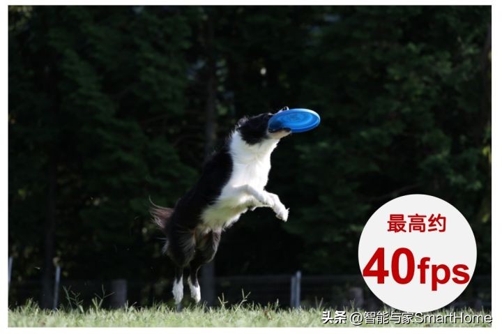 佳能性价比最高的专业全画幅相机,佳能旗舰全画幅相机推荐