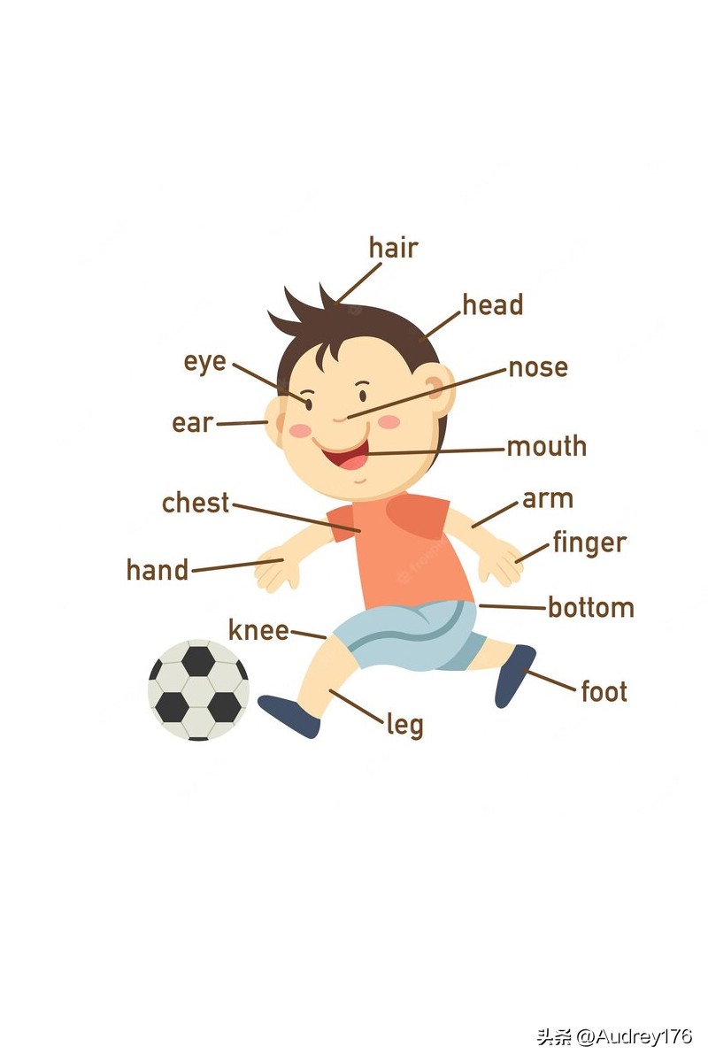 动物身体英语单词,动物身体部位英语