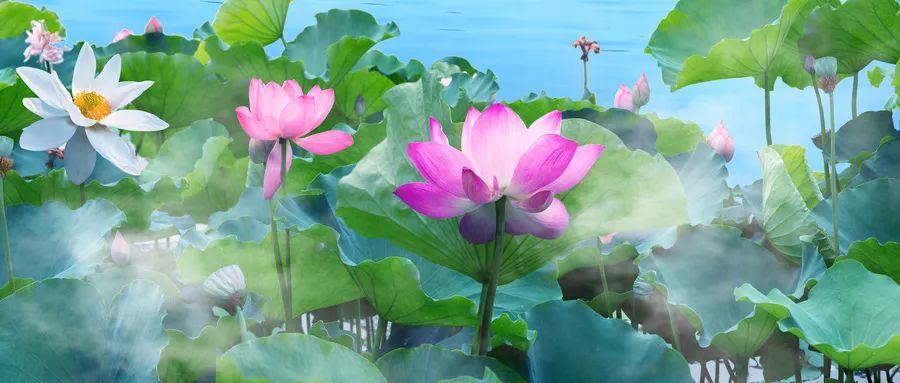 叠字诗词大全带图片,经典叠字古诗词