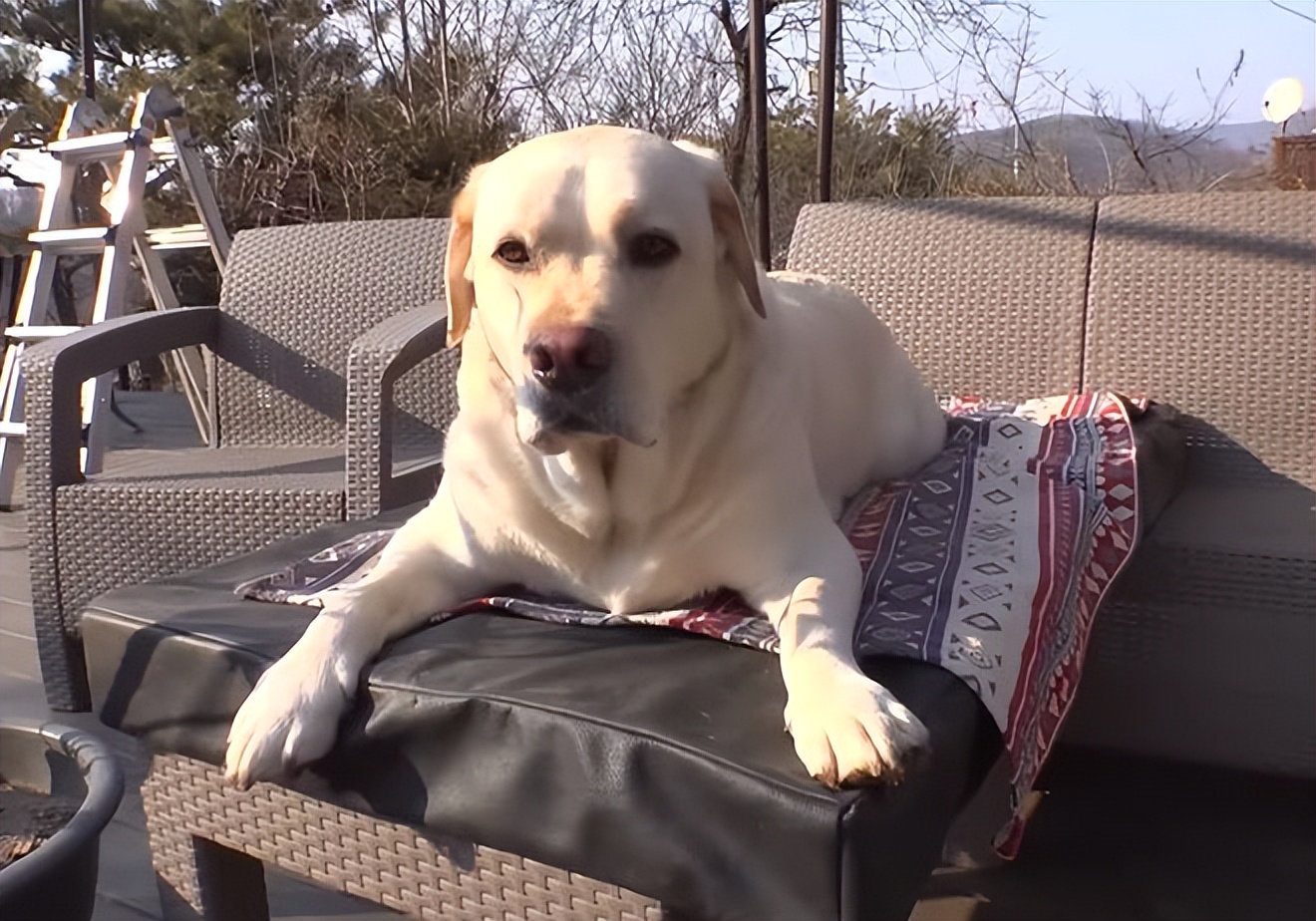 又馋又懒的狗,又馋又挑食的狗