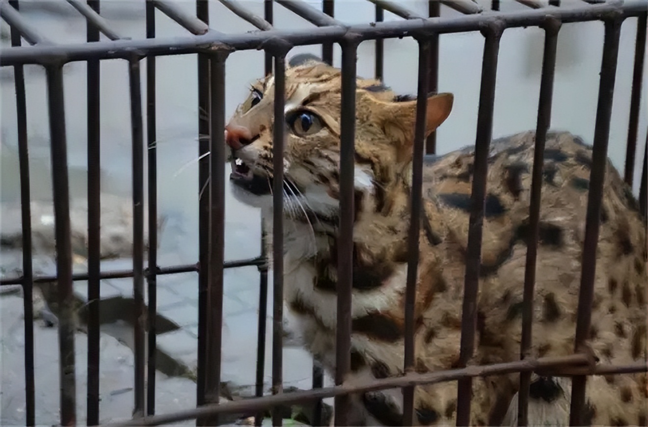 广东老太太捡了一只猫,广东老太上山捡了只小猫