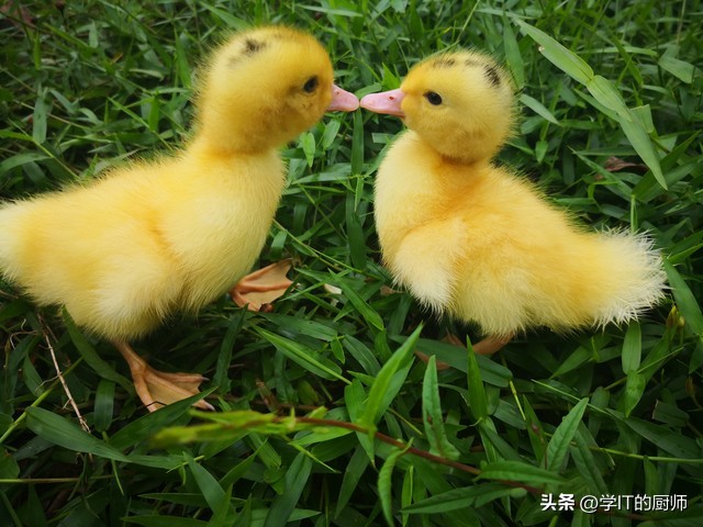 在农村养殖柯尔鸭,柯尔鸭养殖攻略大全