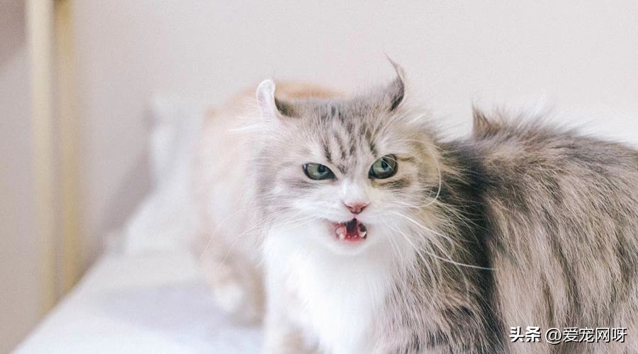 猫咪品种大全及图片,猫咪品种大全视频