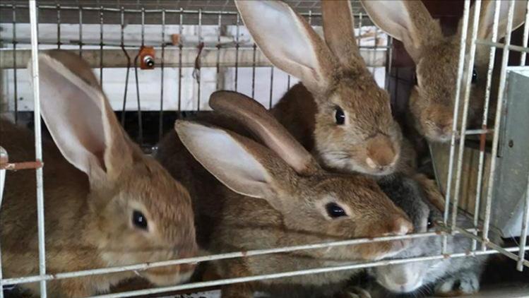 刚生下来的兔仔怎么管理,刚出生兔仔怎么人工喂养