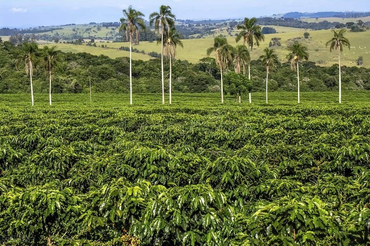 最出名的猫屎咖啡,什么猫屎咖啡最好