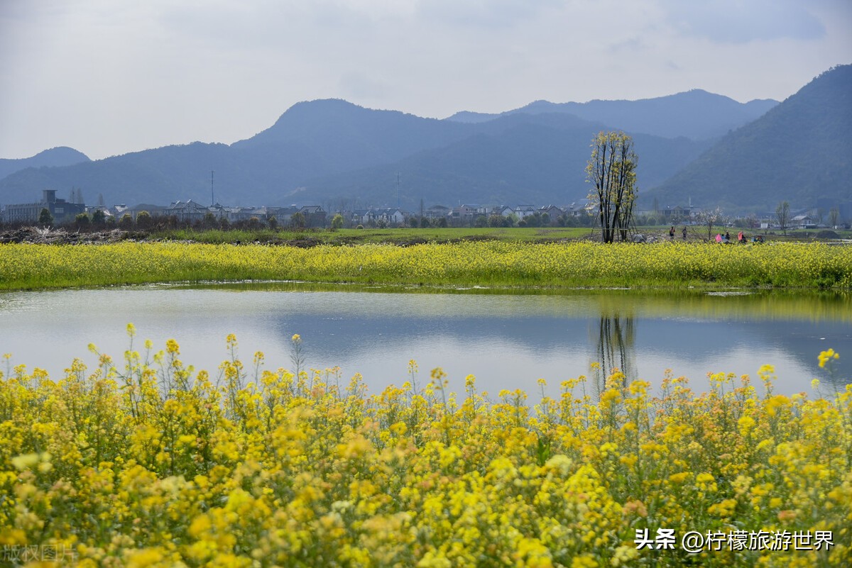 杭州郊外踏春,踏春杭州