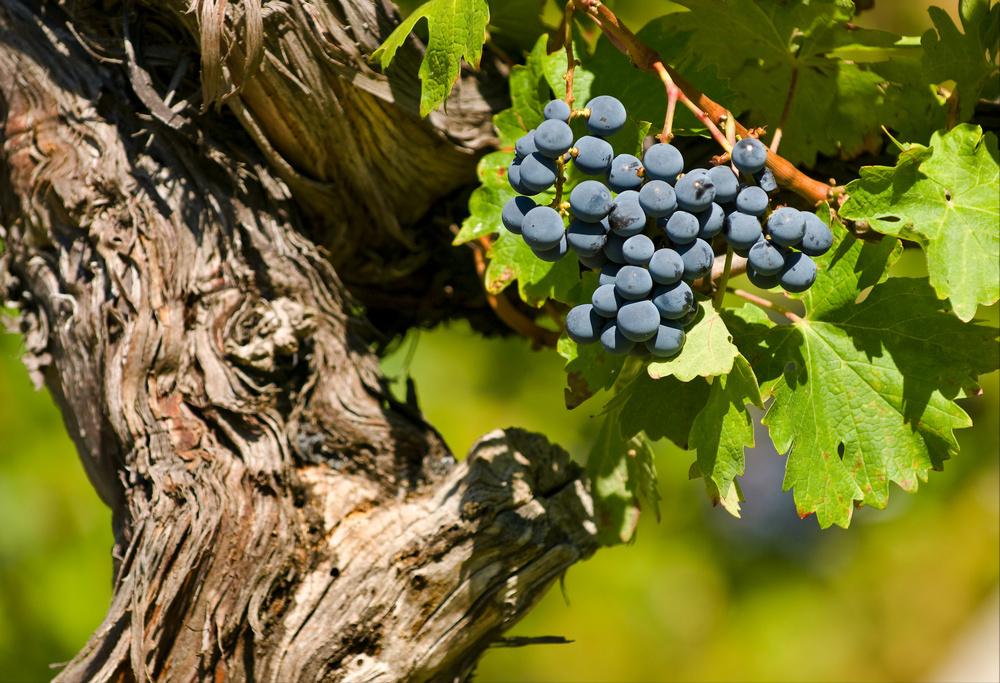 法国名酒品牌大全,法国八大酒庄代表名酒