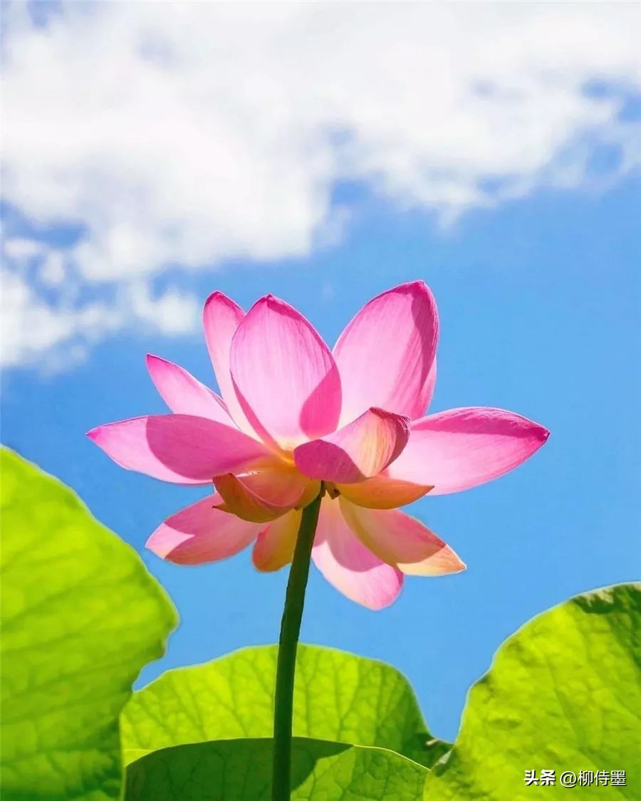 荷花摄影拍摄教程,荷花如何拍照拍出高级感