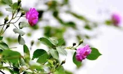 中庸智慧精华解析,中庸之道是先圣先贤的智慧结晶