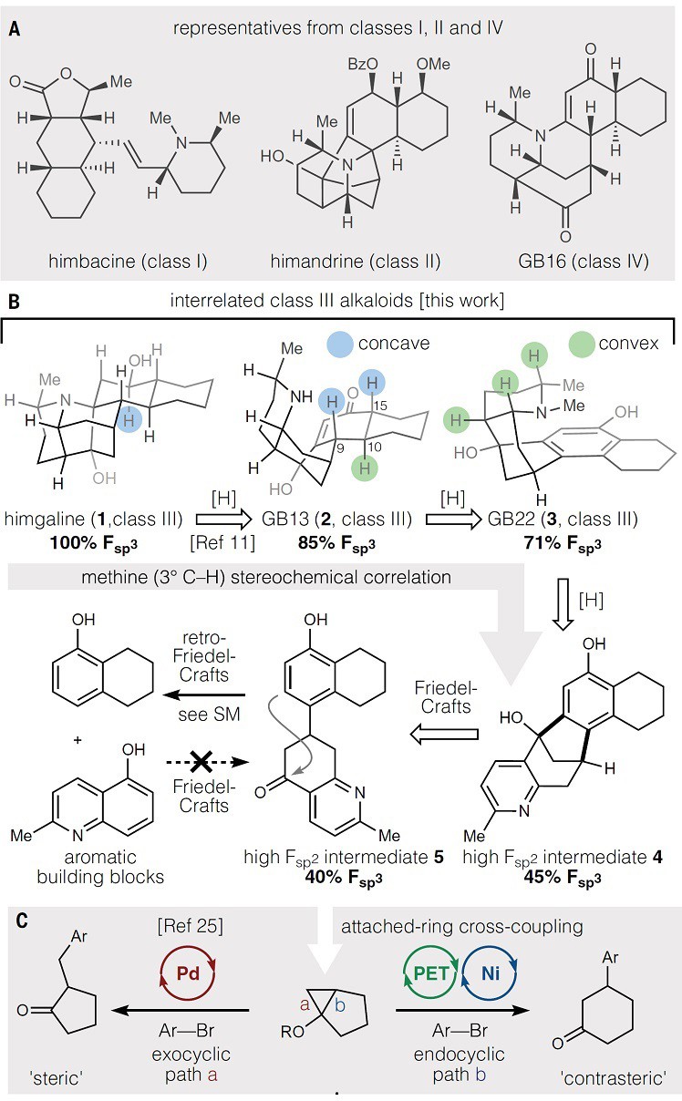 自由基偶联，瓣蕊花生物碱全合成变简单