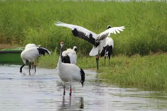 湿地可以开发什么旅游项目,黑龙江旅游必去十大湿地排名