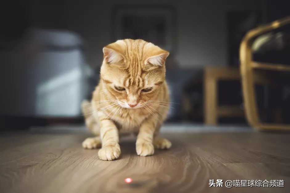 激光笔逗猫吓到猫有什么危害,激光逗猫视频