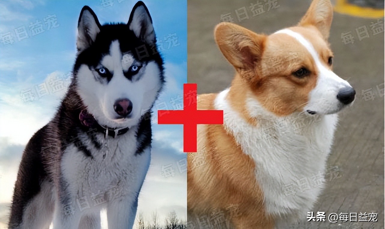 货车后面拖着一条金毛,货车尾部拴着狗