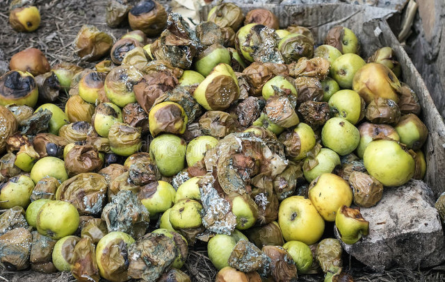 有什么水果看着不能吃实际上能吃,哪些常见的水果不能多吃