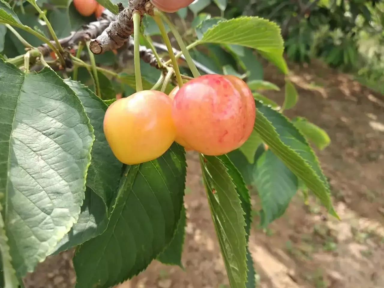 樱桃挑硬还是软的好,樱桃尺寸买多大的合适