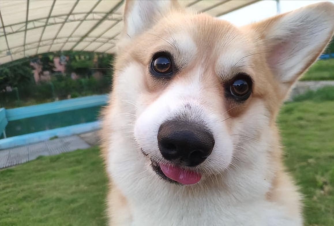 十二星座最像什么狗狗,12星座命中注定的狗狗